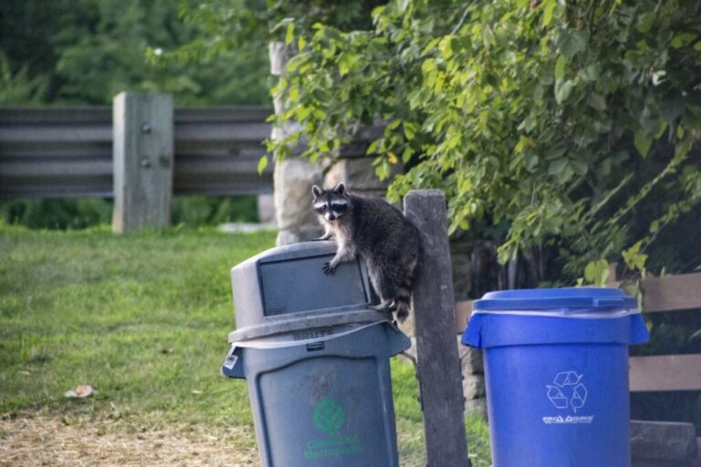 Why Do Raccoons Eat My Garbage? Westchester Wildlife
