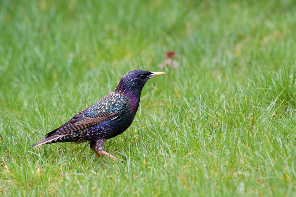 Are Starlings Bad For Your Lawn? – Westchester Wildlife