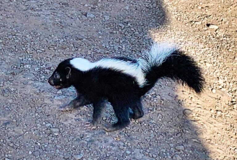 What Attracts Skunks To Your Yard At Night? Westchester Wildlife