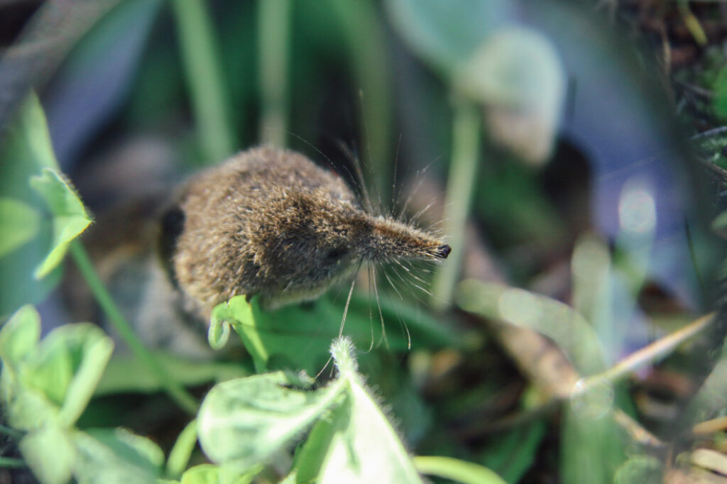 common-shrew-heart-of-england-forest