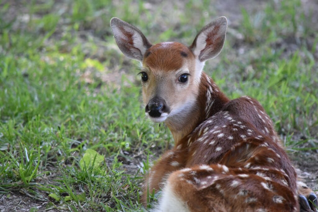 2. Decoding the Significance of a Deer Lying Down: Resting or Injured?