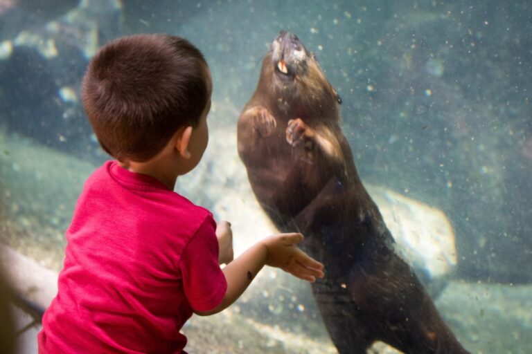 Are Beavers Friendly To Humans? Westchester Wildlife