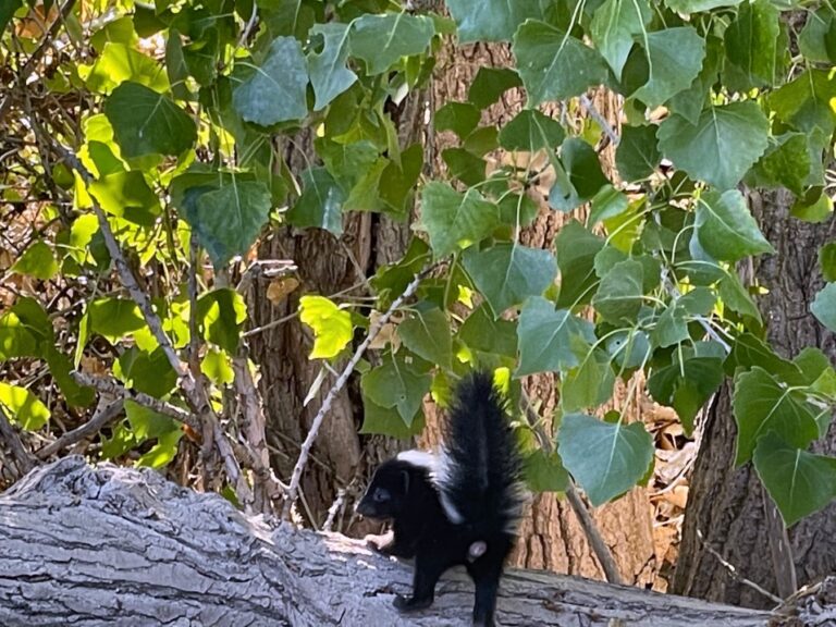 Can Skunks Climb? – Westchester Wildlife