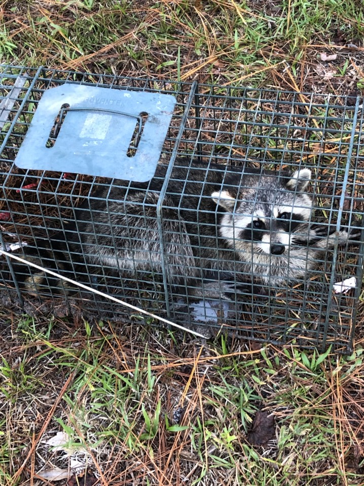 Raccoon in a trap A Raccoon Won’t Go In Trap? Here’s What To Do