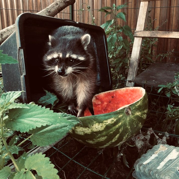 Raccoon in garbage can eating watermelon A Raccoon Won’t Go In Trap? Here’s What To Do