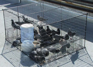 Pigeon Trapping gallery - pigeon control commercial and residential