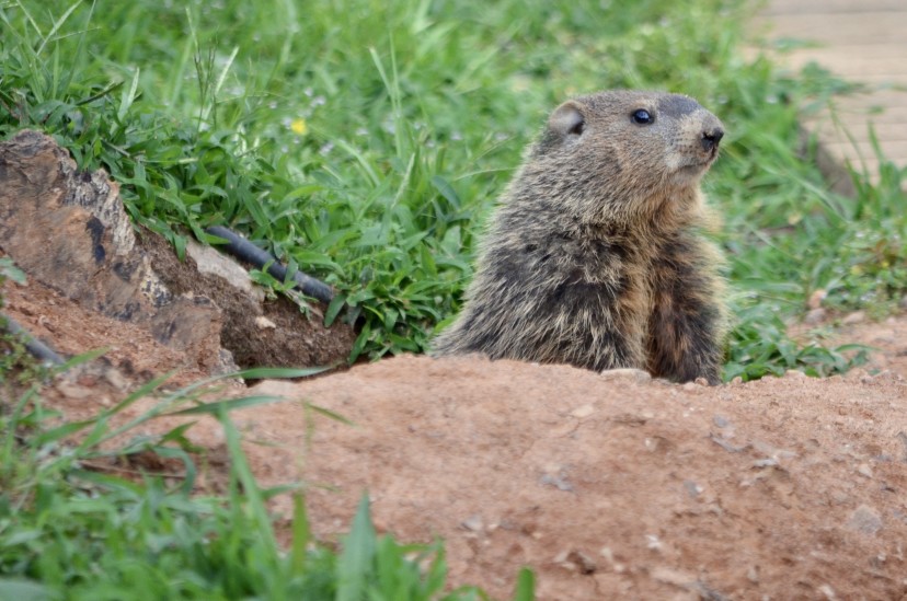 Do Groundhogs Hibernate In Winter? – Westchester Wildlife