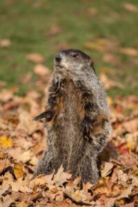 Do Groundhogs Hibernate In Winter? – Westchester Wildlife