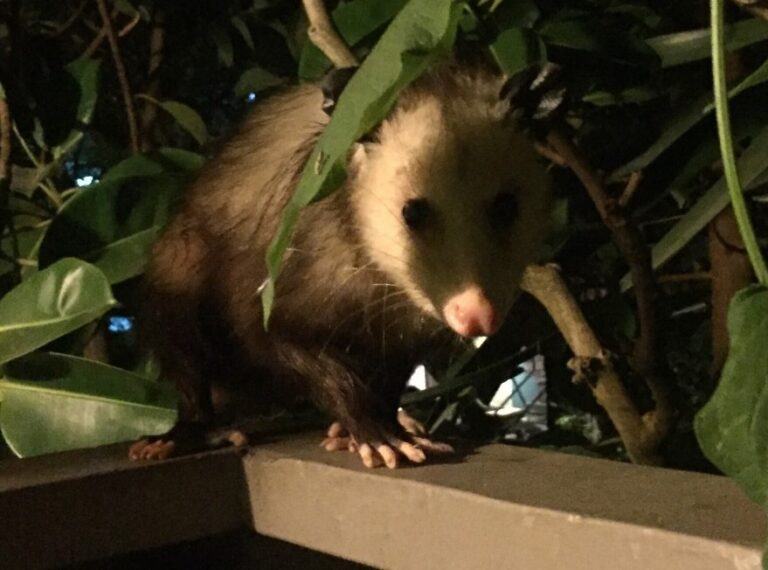 Can Opossums Climb And Get In Your Walls? Westchester Wildlife