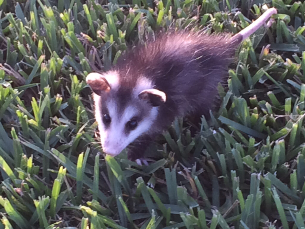 What do deals possums eat