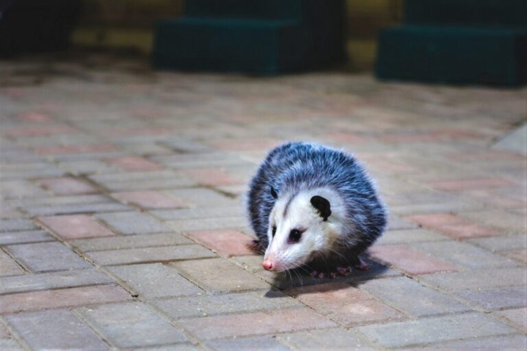 What Attracts Opossums To Your House? Westchester Wildlife