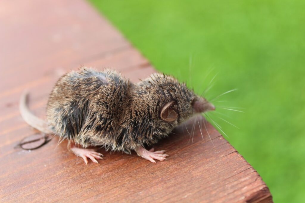 do-shrews-dig-holes-and-live-underground-in-my-yard-westchester-wildlife