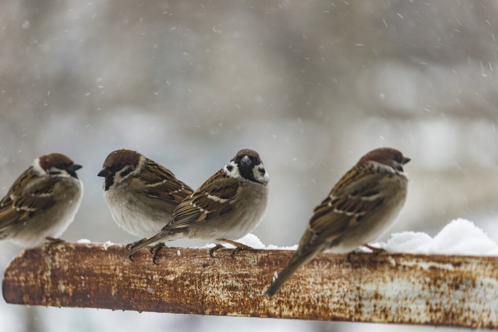 Sparrow fledgeling sitting under rain on strained steel wire Stock