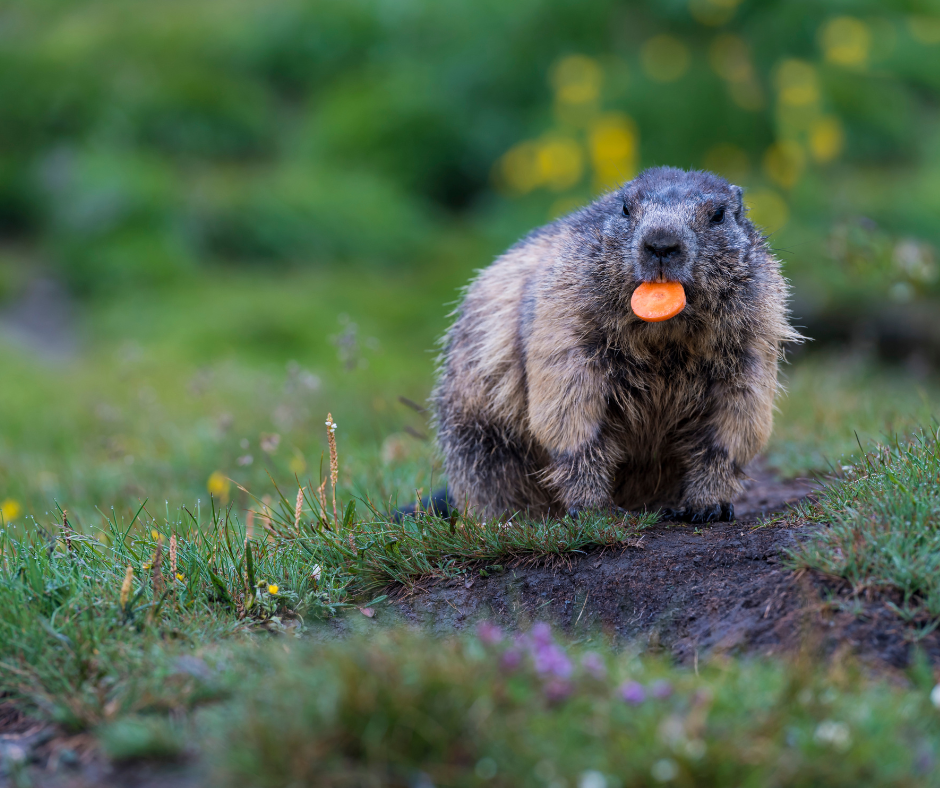 How to Prevent Groundhogs This Spring – Westchester Wildlife