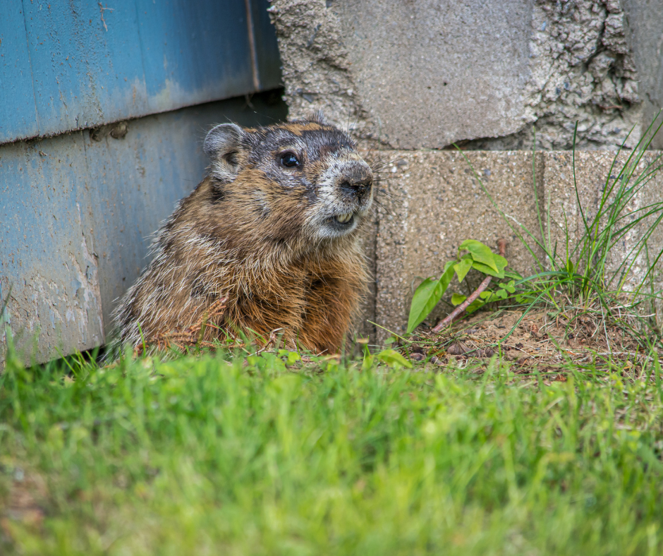 How to Prevent Groundhogs This Spring – Westchester Wildlife