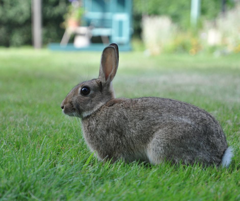 Eco-Friendly and Humane Wildlife Deterrent Methods for Your Garden ...