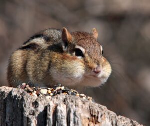 chipmunk carrying food in cheek pouches