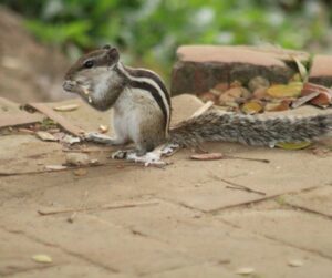 chipmunk eating a nut on a patio