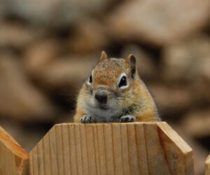 chipmunk on a wood fence