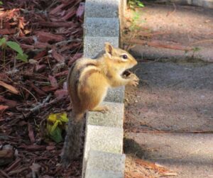 chipmunk on stone wall next to a sidewalk