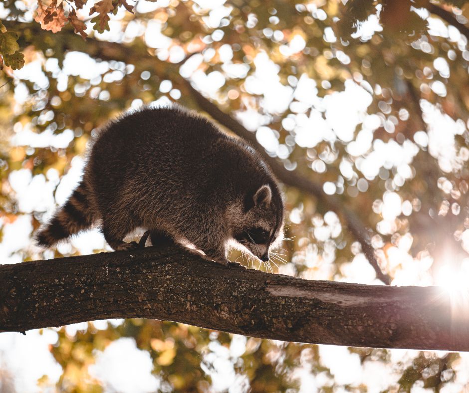 raccoon branch