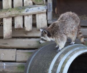 raccoon on barrel