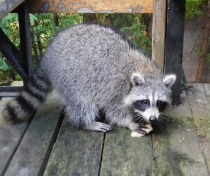 raccoon on deck