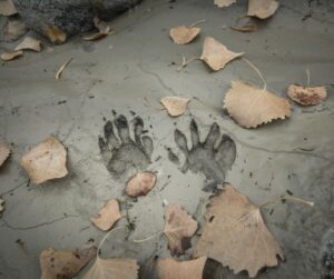 raccoon tracks