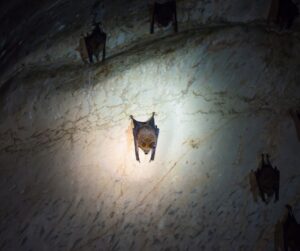 big brown bat inside a cave