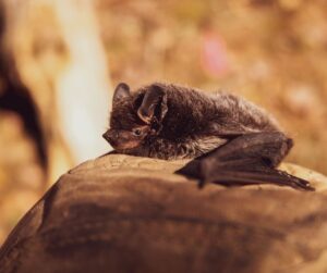 closeup of a bat resting on a stone