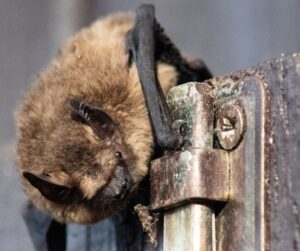 little brown bat on the hinge of a gate