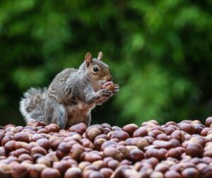 squirrel collecting acorns for cache