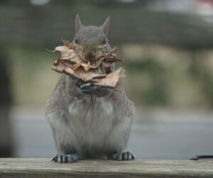 squirrel collecting leaves for nest