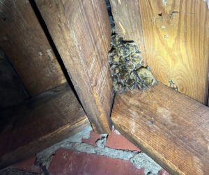 bats roosting together in attic