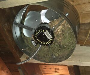 bird nest in attic fan