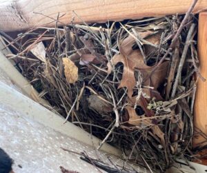 squirrel nesting material in soffit