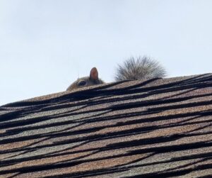 squirrel peeking out over roof