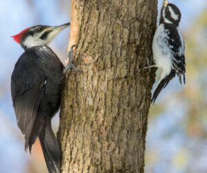 two woodpeckers on a tree