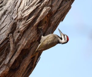 woodpecker cover image