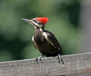 woodpecker on a fence