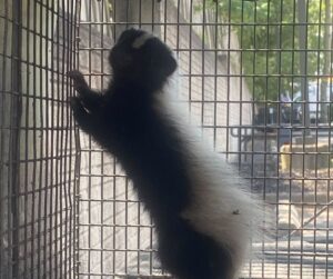 westchester skunk blog 2