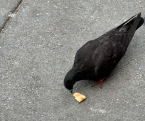 westchester pigeon eating bread