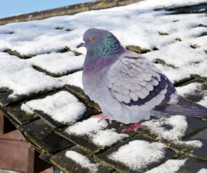 westchester pigeon in winter