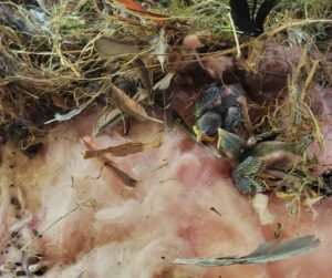 bird nesting inside attic insulation