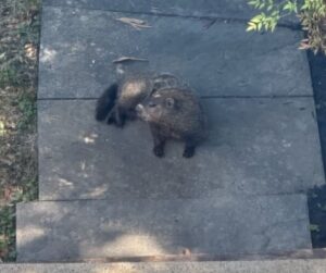 groundhog in yard westchester