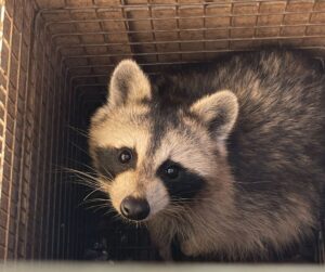 westchester raccoon blog 2