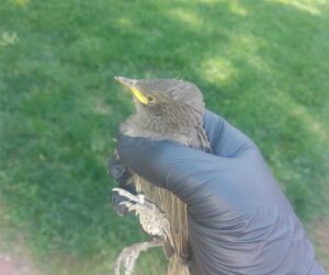 bird in hand