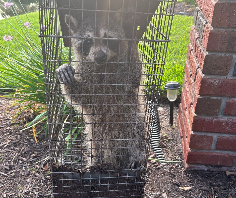 raccoon in trap