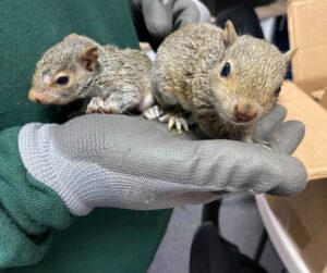 squirrels in hand