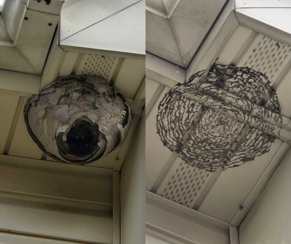 westchester hornet nest removal